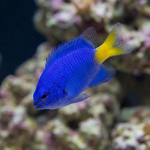 Yellowtail Blue Damsel - Image 4