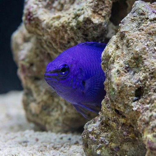 Yellowtail Blue Damsel - Image 5
