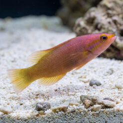 Yellowtail Reef Basslet