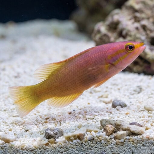 Yellowtail Reef Basslet