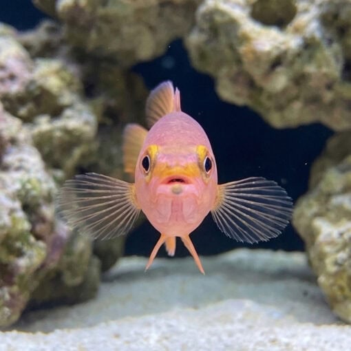 Yellowtail Reef Basslet - Image 2