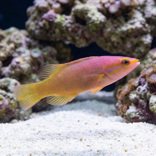 Yellowtail Reef Basslet - Image 3