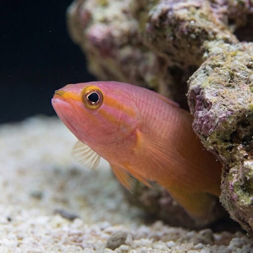 Yellowtail Reef Basslet - Image 4