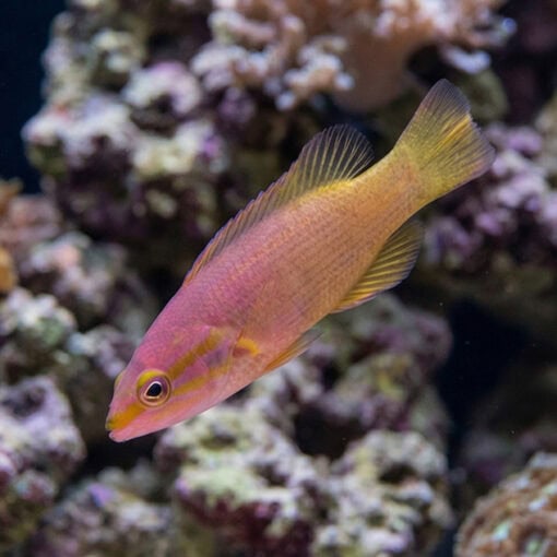 Yellowtail Reef Basslet - Image 5