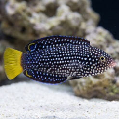 Yellowtail Tamarin Wrasse