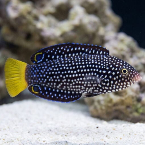 Yellowtail Tamarin Wrasse