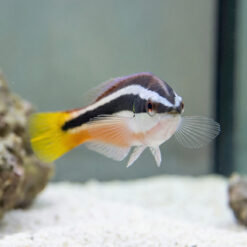 Alternative view of Julii Cleaner Wrasse
