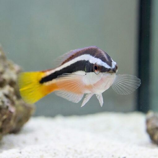 Julii Cleaner Wrasse - Image 2