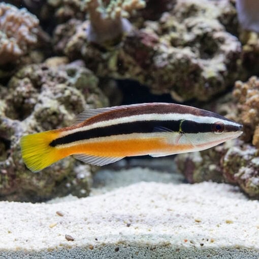 Julii Cleaner Wrasse - Image 3