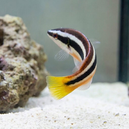 Julii Cleaner Wrasse - Image 4