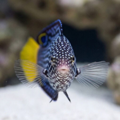 Yellowtail Tamarin Wrasse - Image 2