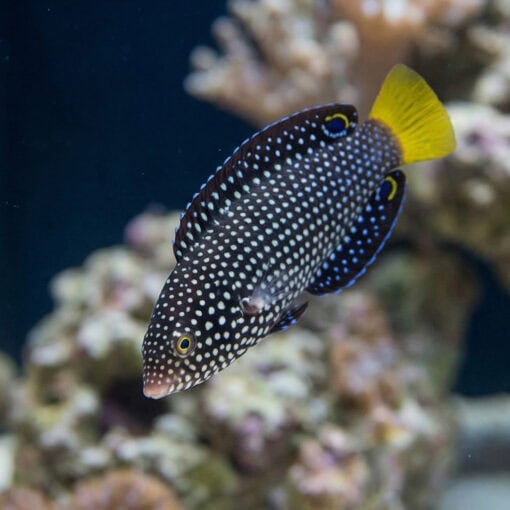 Yellowtail Tamarin Wrasse - Image 3