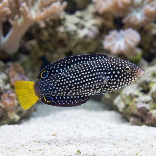 Yellowtail Tamarin Wrasse - Image 4