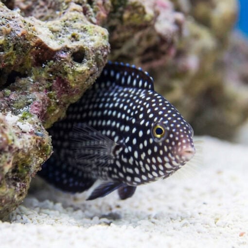 Yellowtail Tamarin Wrasse - Image 5