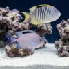 Zebra Angelfish swimming in reef aquarium with live rock and sand, showing distinctive black vertical stripes and yellow fins
