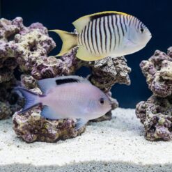 Zebra Angelfish swimming in reef aquarium with live rock and sand, showing distinctive black vertical stripes and yellow fins