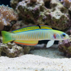 Zebra Bar Goby