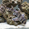 Zebra Bullhead Shark