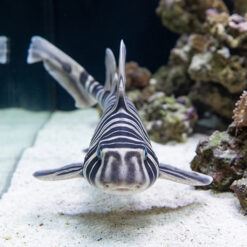 Alternative view of Zebra Bullhead Shark