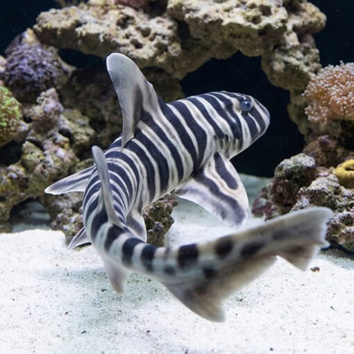 Zebra Bullhead Shark - Image 3