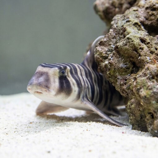 Zebra Bullhead Shark - Image 4