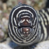 Zebra Eel