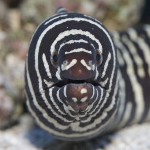 Zebra Eel