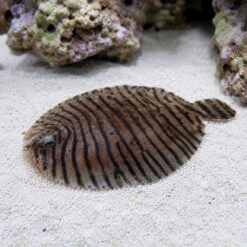Zebra Flounder