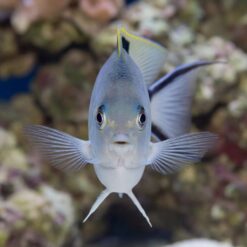 Zebra Angelfish front-facing view showing blue-gray body, pectoral fins spread wide, yellow-tipped dorsal fin, coral reef background