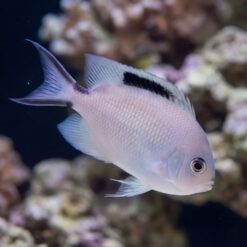 Zebra Angelfish pale pink damselfish with black dorsal stripe swimming near coral reef in aquarium