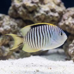 Zebra Angelfish swimming near sandy substrate with rock backdrop, showing bold black vertical stripes and yellow-edged fins