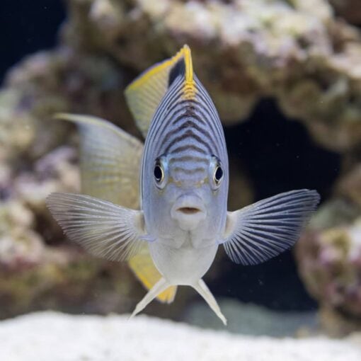 Zebra Angelfish facing forward displaying striped pattern and yellow-edged fins near coral reef rockwork