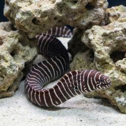 Alternative view of Zebra Eel
