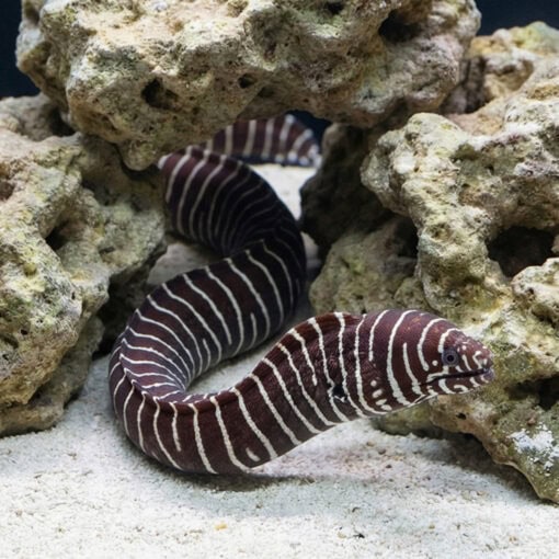 Zebra Eel - Image 2