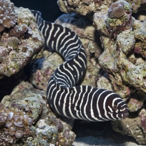 Zebra Eel - Image 3