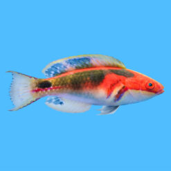 Exquisite 3.75 inches