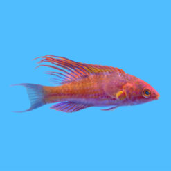 Flasher, Blue 2.25 inches
