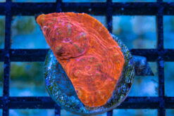 Chalice Ultra Color 1 inches