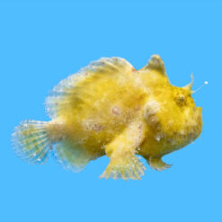 Hispid (Shaggy) 2.5 inches