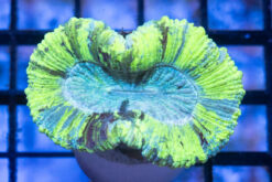 Brain Crater Ultra Color 2 inches