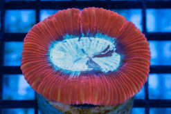 Brain Crater Ultra Color 2 inches