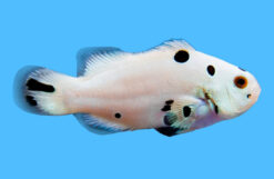 Ocellaris, Storm Super, QM Labs 1.75 inches