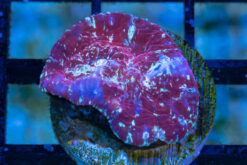 Chalice Ultra Color 1 inches