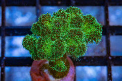 Cauliflower, Rainbow 1.5 inches