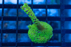 Monti, Branching Purple Tide 1 inches