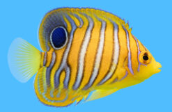 Regal, Orange 2.5 inches