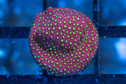 Stylocoeniella,  Electric Daisy 0.75 inches