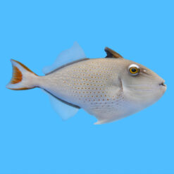 Redtail, Sargassum 4.75 inches