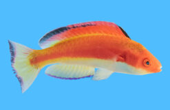 Fairy, Hooded Flame Male 3.75 inches