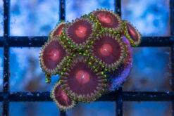 Zoa, Lucky Kentucky 0.75 inches